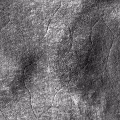 Vein on wet blue